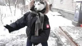 Шик! 480