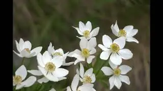 Plateau Flowers - Nature Travelers #blacksea #flowers #flora #shortvideo #youtube #flowers