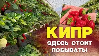Что посмотреть на КИПРЕ? Клубничная ферма Лимасол