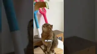 Pantas Saja 🤣 #comedy #lucu #comedyngakak #shortvideos