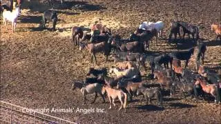 Dennis Chavez Slaughter Horse Feedlot