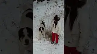 Реакция АЛАБАЯ на летающий объект 