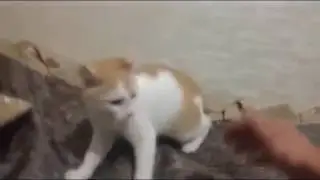 Что делать, если кот сгрыз зарядку.