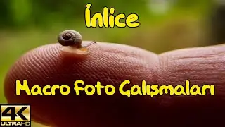 BÖLÜM 7 / iNLİCE