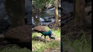 #peafowl #peacock #birds #nature #shorts #youtubeshorts #trending #viral