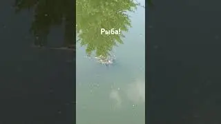 #река#рыбалка