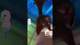 Смешные кот оче смешно 