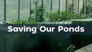 Saving Our Ponds:  Nature’s Fertilizer