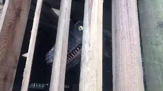 Dino Safari Park - the Raptor barn
