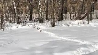 По снегу