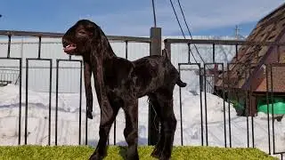 Камори козы.