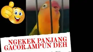 PANCINGAN BUAT LOVE BIRD GACOR NGEKEK PANJANG GACOR