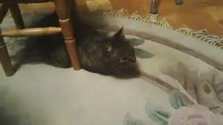 Кот Джэймс))