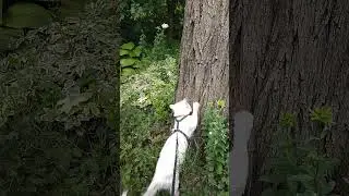 Когтеточка натуральная, 😅🌿😸🌺😻🥰