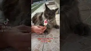 Котик прости лайки!!! 