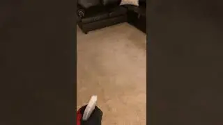 Carpet Treatment
