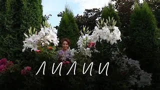 Лилии ОТ гибриды I Сад Людмилы Кудасовой
