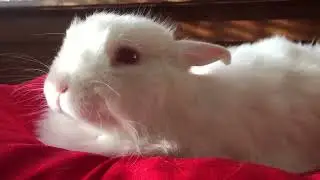 Rabbits | Free 4K Stock Video