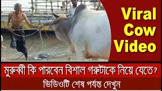 মুরুব্বী কি পারবেন বিশাল গরুটাকে নিয়ে যেতে ?;ভিডিওটি শেষ পর্যস্ত দেখুন | Viral Cow Video