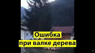 Дорогая ошибка при валке дерева.