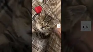 ВНЕЗАПНО КОШКА УМЕРЛА