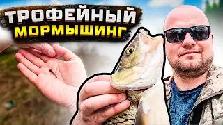 Large bream caught with a jig. Chub caught with a jig in a small river. Bream caught with a spinn...