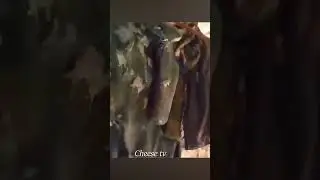 Нашествие мышей.