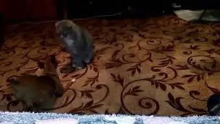 СОБАКА vs КОТ