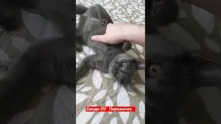 Синди-ЛУ Пирожочек 