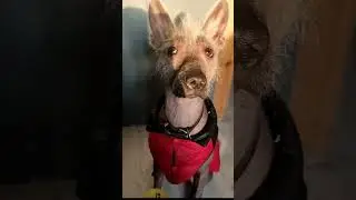 я не знаю, как назвать это видео