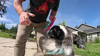 GoPro Hero 12 on a Texas Heeler