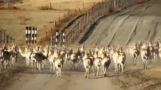 Цагаан зээр ба төмөр замын стандарт tsagaan zeer bas tumur zamiin standart