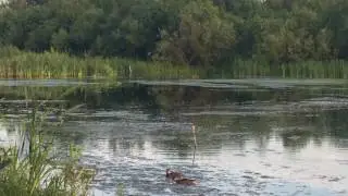 В Нижнем Тагиле в парке НТМК живёт цапля