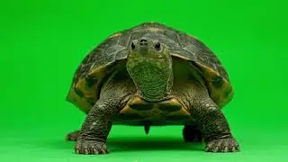 Turtle Walking – Green Screen VFX in 4K (MP4 + Transparent MOV)