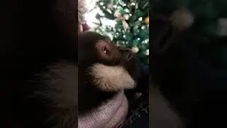 эрик жалуется😉(гиббон разговорился)