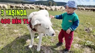 YUSUF ÇOBAN OLURSA..400 BİN TL DEDİLER..TIRNAK KESME APARATI