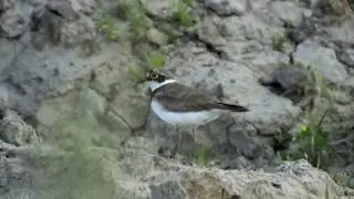Ма́лый зуёк (лат. Charadrius dubius)