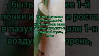 ПРОСТОЙ МЕТОД РАЗМНОЖЕНИЯ МОНСТЕРЫ 26.02.24 