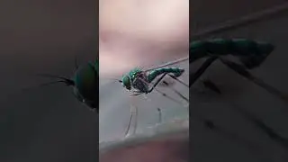 Macro view of grasshopper and more insect 📸😯