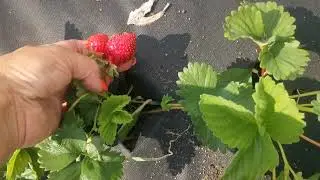 I really liked the Limalexia strawberry. It's promising.