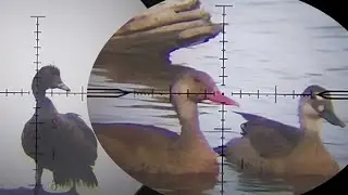Caçada rápida rendeu frito