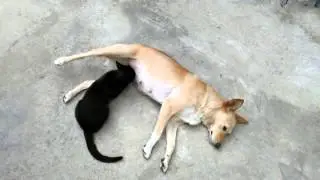 Дружба кошки и собаки)