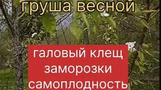 Груша весной, галовый клещ, заморозки, самоплодность.