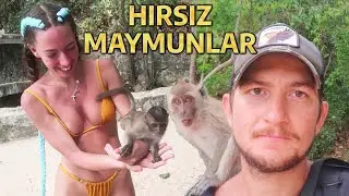 HIRSIZ MAYMUNLARA DİKKAT EDİN! TAYLAND KRABİ ADASI