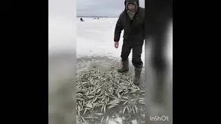 Рыбаки на севере Сахалина уносят корюшку со льда вёдрами
