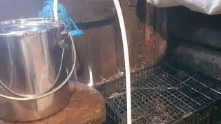 Обзор доильных аппаратов для коз.