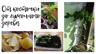 История одного лимона. Юные садоводы