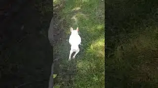 Jax the Juggernaut - IVDD Parlayzed Frenchie has Nerve Memory