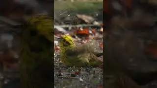 Yellow Hammer vs Brambling #birds #wildlifefilm #wildlife #birds
