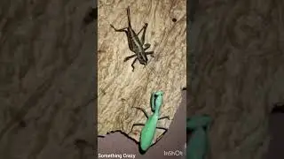 Unbelievable Insect fight😲😲😲 #insects #insectshorts #insectworld #shortvideo #somethingcrazy